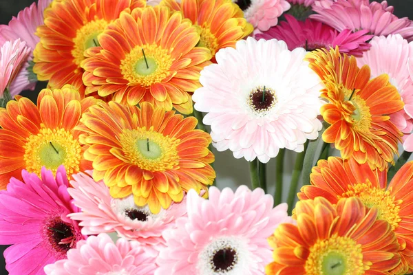 Background from multi-colored gerberas. Pink, yellow, white flowers. Gardening and growing flowers. Floristics and bouquets. — Stock Photo, Image