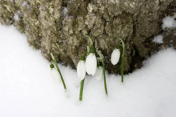 Gotas de neve de primavera na neve na floresta — Fotografia de Stock