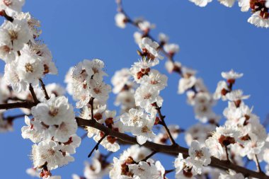 Güzel bir doğa arka plan ile Sakura beyaz çiçekler ile bir şube.