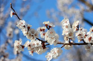 Güzel bir doğa arka plan ile kayısı beyaz çiçekler ile bir şube.