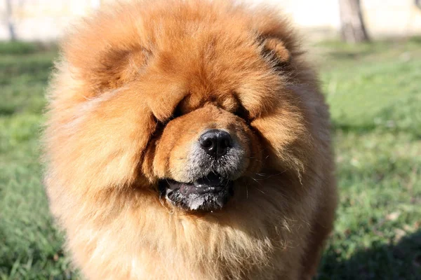 Portrait d'un beau chien de bouffe dans le parc — Photo
