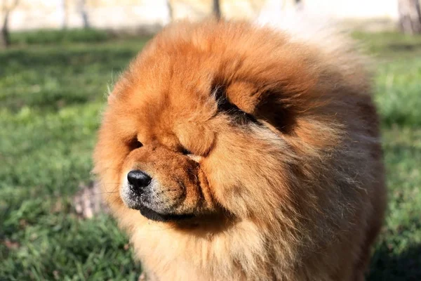 Portrait d'un beau chien de bouffe dans le parc — Photo