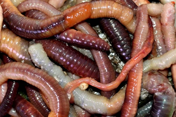 Makroschießen von roten Dendrobaena-Würmern, Lebende Regenwurmköder zum Fischen — Stockfoto