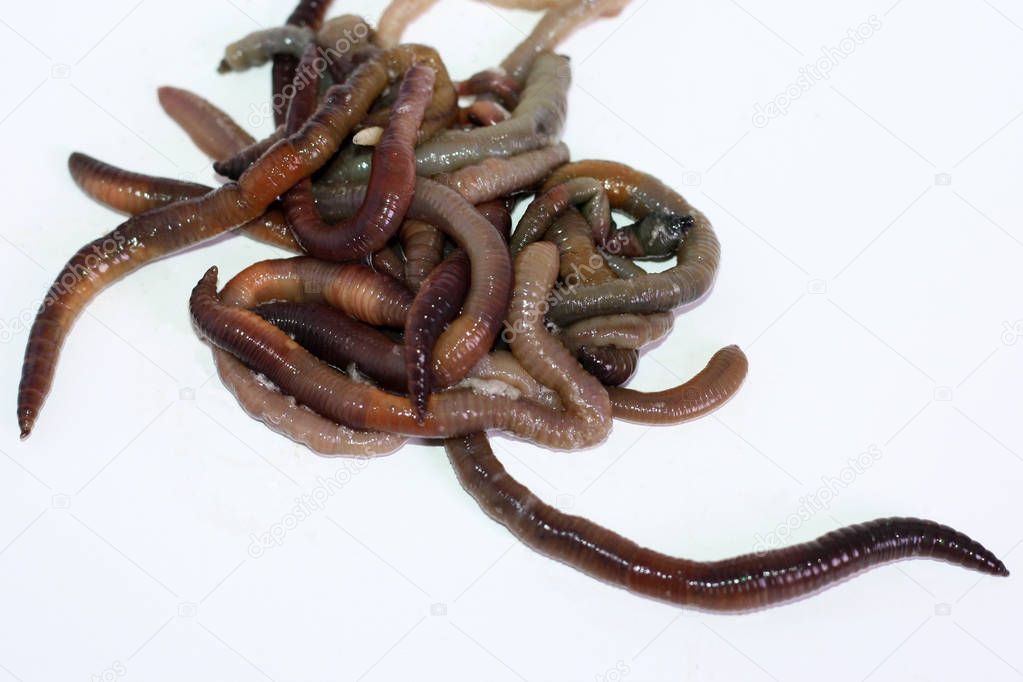 Macro shooting of red dendrobaena worms, live earthworm bait for fishing