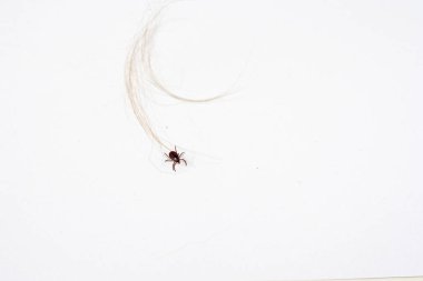 Beyaz bir arka plan üzerinde baharda Mite