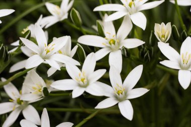 Küçük beyaz çiçeklerden fotofon. Büyük Stitchwort Stellaria holostea Çiçek . Close.