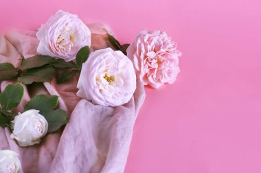 Gül çiçekleri kopya alanı ile tatlı bir leylak pastel arka plan üzerinde hafifçe renkli pembe. Minimal çiçek kavramı.