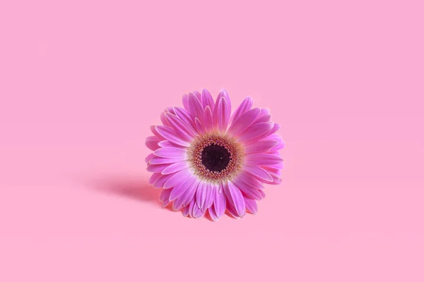 Delicate flower of purple gerbera in the center of the frame against the backdrop of lively coral pastels with copy space. The concept of a minimal flower.