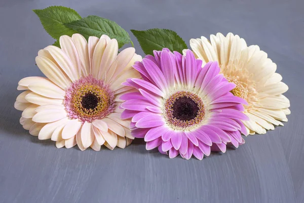 Delicate multicolored gerbera flowers in the center of the frame on a textural gray background with copy space. The concept of a minimal flower. — Stock Photo, Image