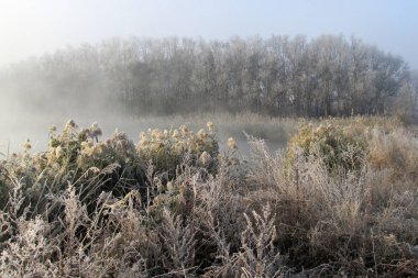 Sabahın erken saatlerinde nehrin su yüzeyinde gizemli sabah sis sazlık