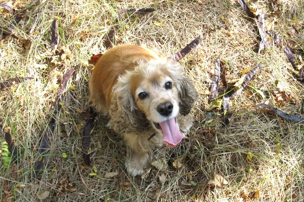 İngiliz Cocker Spaniel sonbahar ormanında oturur. Kırmızı aktif köpek yaprakları ve kestane ve görünüyor, onun dilini dışarı yapışması ile sonbahar çim oturur. Yatay görüntü.
