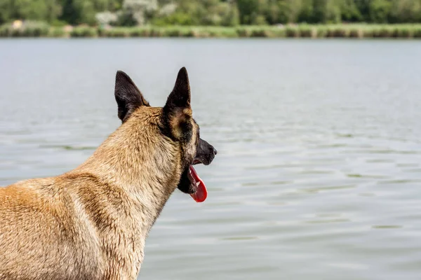 Roodharige, raszuivere hond wacht op de eigenaar aan de kust, peering in de uitgestrekte van het meer. Ruimte kopiëren — Stockfoto