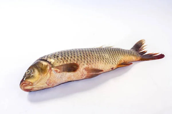 Karausche Nahaufnahme auf hellem Hintergrund, Seitenansicht eines Fisches. lebende Fische mit glatten Flossen. Flussfische — Stockfoto