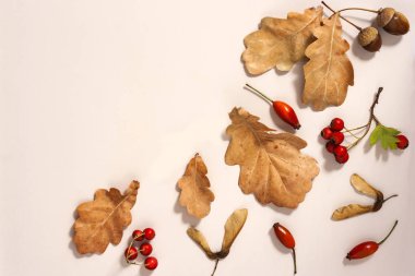 Sonbahar kompozisyonu. Sarı sonbahar meşe yaprakları, meşe palamudu, kanatlı akçaağaç ve alıç ve yabani gül meyveleri bej arka plan üzerinde. Yaratıcı düzen