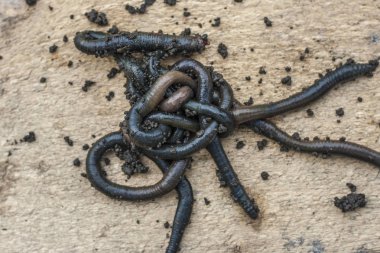 Hafif ahşap arka plan üzerinde taze siyah solucanlar bir grup. Balık tutmak için yem. Bataklık solucanı