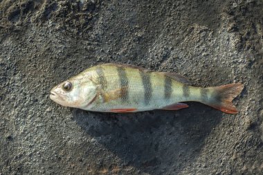 Doğa balık avrupa levrek makro fotoğraf. Doku arka plan balık levrek yere yatıyor. Keskin bir tarak ile Predatory nehir çizgili bas.