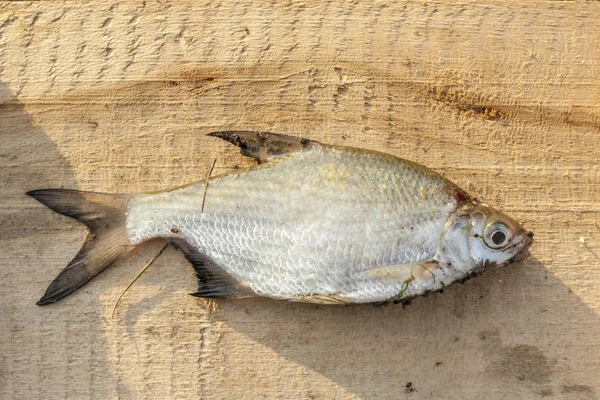 Pesce, famiglia di carpe, su uno sfondo di legno chiaro. Orata di fiume. Vista dall'alto . — Foto Stock
