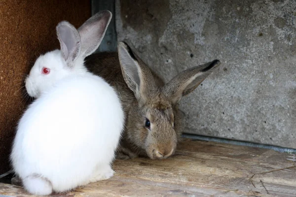 토끼 두 마리, 흰 토끼, 그리고 우리 구석에 있는 아구티. 토끼를 우리에 넣어 두고 있는 거죠. 번식하는 토끼. — 스톡 사진