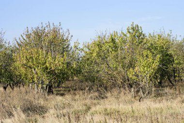 Sonbaharın başlarında terk edilmiş bir kayısı bahçesinin manzarası. Kırsal doğa sahnesi