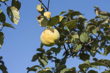 Meyve kabuğunda büyük ayva teneffüsleri. Toplanmamış ayva meyveleri, sonbaharın başlarında masmavi bir gökyüzüne yemyeşil yapraklarla ağaç dallarına asılır. Organik bahçe işleri..