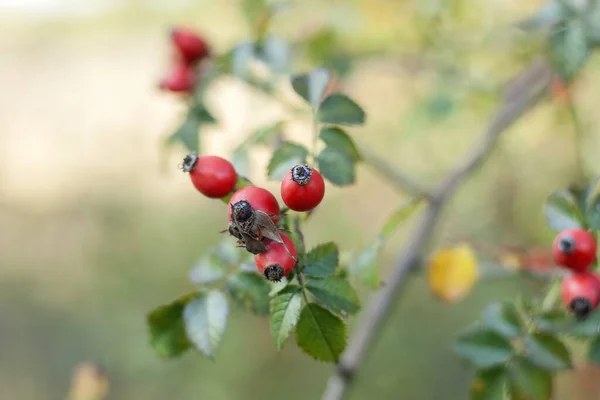 Briar, branch of ripe wild rosehip in nature. — Stock Photo, Image