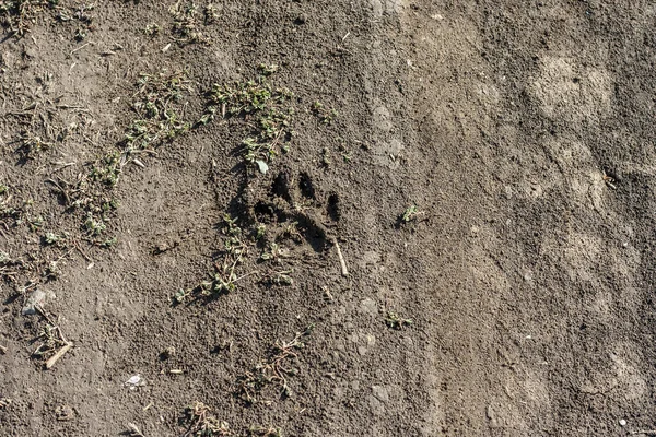 Dog footprint on soil background.Closeup of canine footprint on ground in the morning.Dog paw on earth.Animal paw on soil in farm.Traces of wild animals