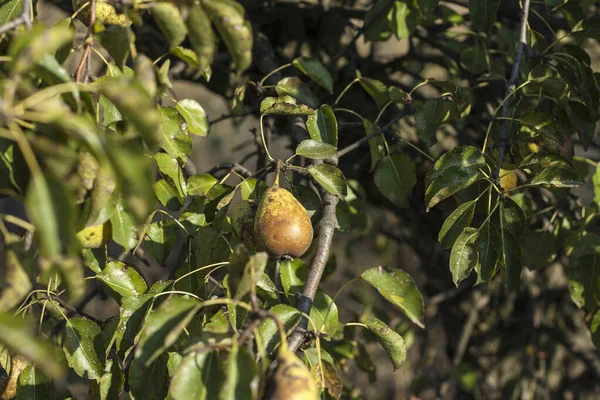 Gelbe überreife Birne im Laub an einem Herbstbaum. Nicht gesammelte Birnenfrüchte hängen im Frühherbst an Ästen mit sattgrünem Laub. Biologisches Gärtnern — Stockfoto