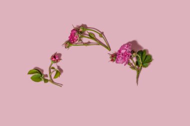 Çiçek aranjmanı. Pastel pembe arka planda çay tomurcuklarından yapılmış bir resim. Düz konum, üst görünüm, kopyalama alanı.