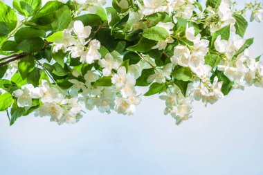 Fotokopi alanı olan mavi bir arkaplanda yasemin dalı açıyor