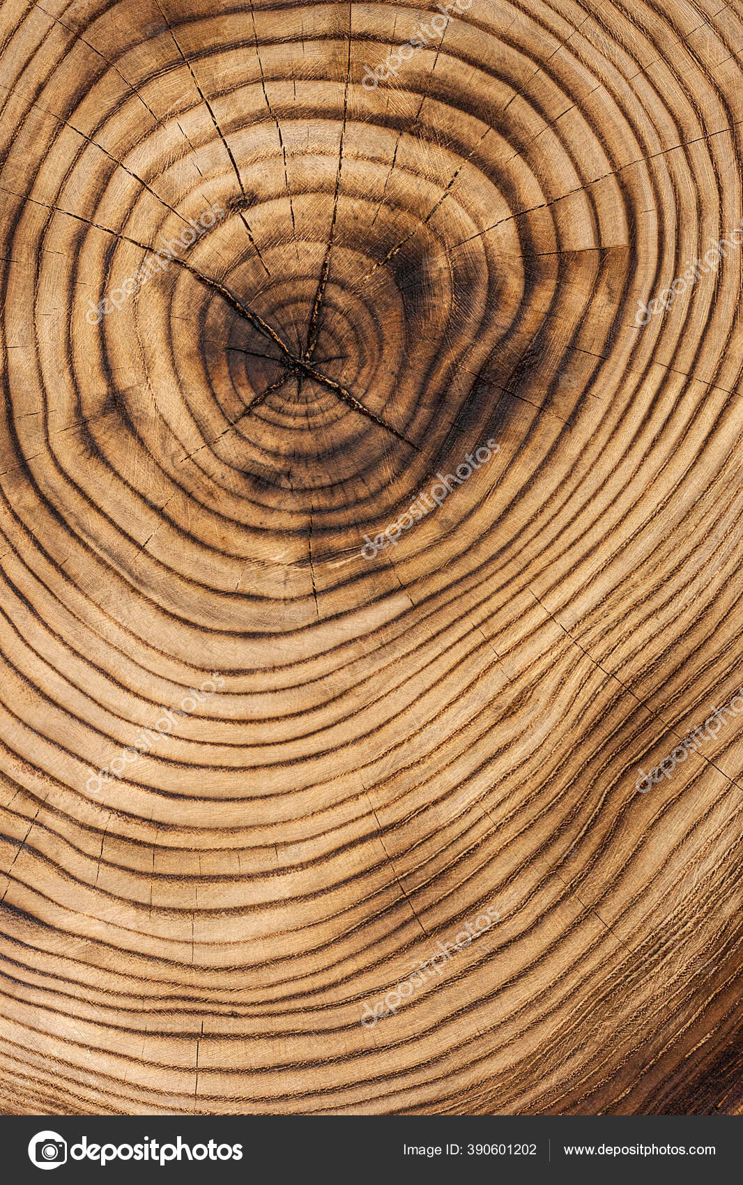 Maple Tree Rings