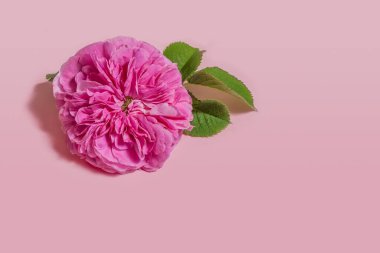 Çiçek aranjmanı. Pastel pembe arka planda çay tomurcuklarından yapılmış bir resim. Düz konum, üst görünüm, kopyalama alanı.