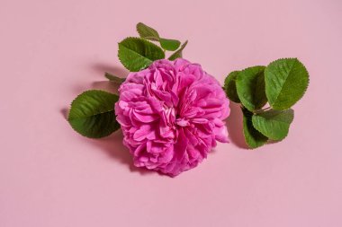 Çiçek aranjmanı. Pastel pembe arka planda çay tomurcuklarından yapılmış bir resim. Düz konum, üst görünüm, kopyalama alanı.