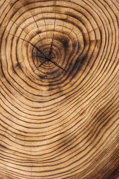 Wooden texture from cut tree trunk of maple tree, closeup. Cross section of a tree trunk. Top view.