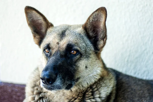 Smutny Pies Mądrymi Oczami Leży Ulicy Sam Opuszczony — Zdjęcie stockowe