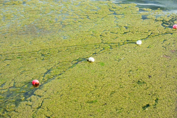The surface of the sea water is contaminated with green algae.