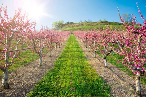 Bahçe çiçeği içinde meyve ağaçları ile bahar