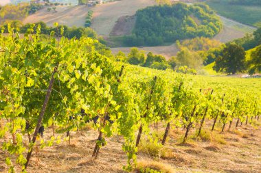 Yaz aylarında tepelerde yeşil bağ