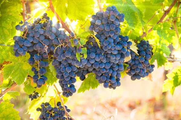 Ripe Grapes Growing Vine Vineyard — Stock Photo, Image