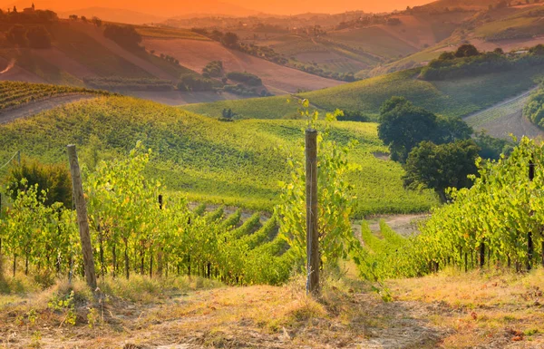 Летом Виноград Веслах Сельское Хозяйство Италии — стоковое фото