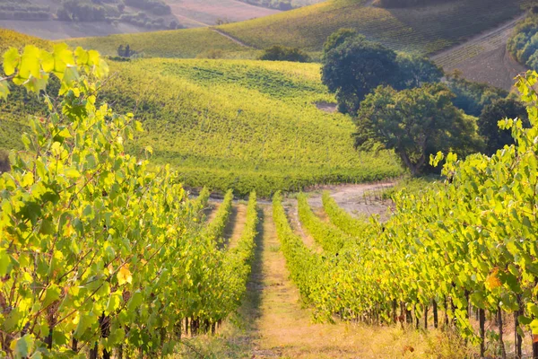 Pięknych Winnic Wzgórzach Lecie Rolnictwo Włoszech — Zdjęcie stockowe
