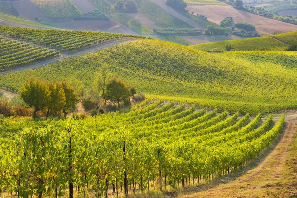 夏には丘の上の美しいぶどう畑 イタリアの農業 — ストック写真