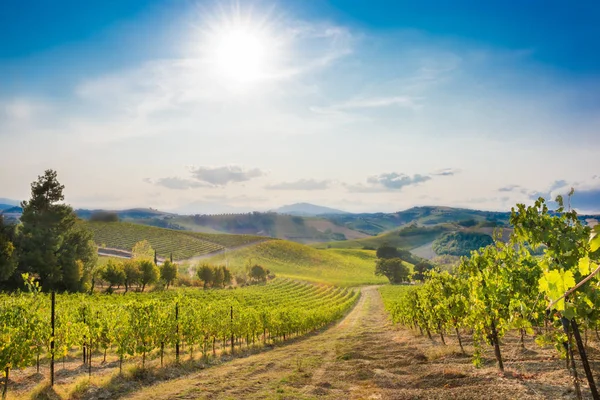 Beau Vignoble Sur Les Collines Été Agriculture Italie — Photo