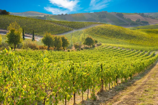 Green Vineyard Hills Summer — Stock Photo, Image