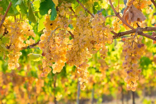 Raisins Jaunes Colza Poussant Sur Vigne Dans Vignoble — Photo