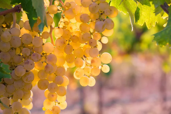 Gelbe Reife Trauben Wachsen Weinreben Weinberg — Stockfoto