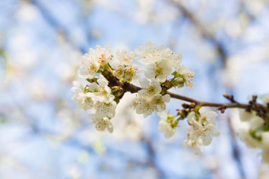 Bahar çiçek güzel beyaz çiçeklerin meyve ağaçları