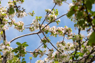 Bahar çiçek güzel beyaz çiçeklerin meyve ağaçları