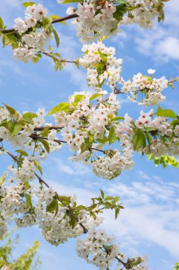 Bahar çiçek güzel beyaz çiçeklerin meyve ağaçları