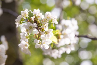 Bahar çiçek güzel beyaz çiçeklerin meyve ağaçları