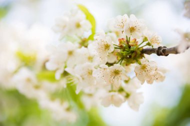 Bahar çiçek güzel beyaz çiçeklerin meyve ağaçları